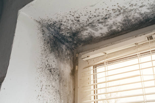 Affordable Mold Cleanup solutions in Royal Oak, MI